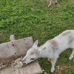 Kinkamon Pirtti Pensión