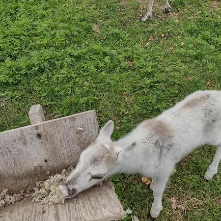 Kinkamon Pirtti بيت ضيافة