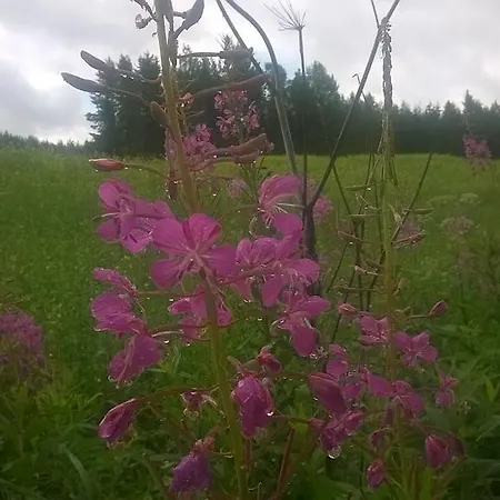 Kinkamon Pirtti * Keuruu