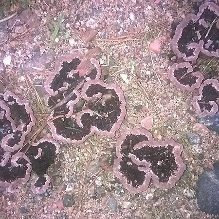 金卡蒙皮蒂旅馆 *