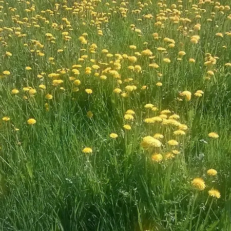 Kinkamon Pirtti بيت ضيافة 4*