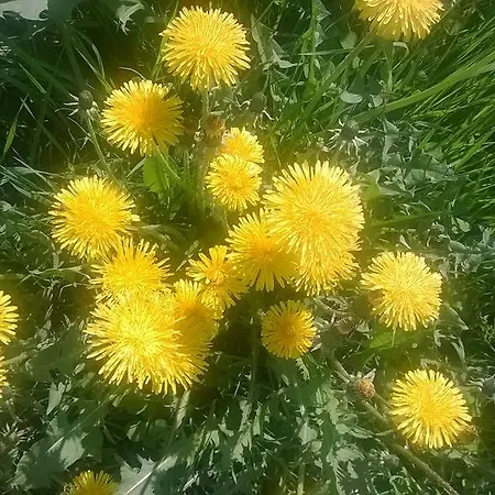 Πανσιόν Kinkamon Pirtti 4*